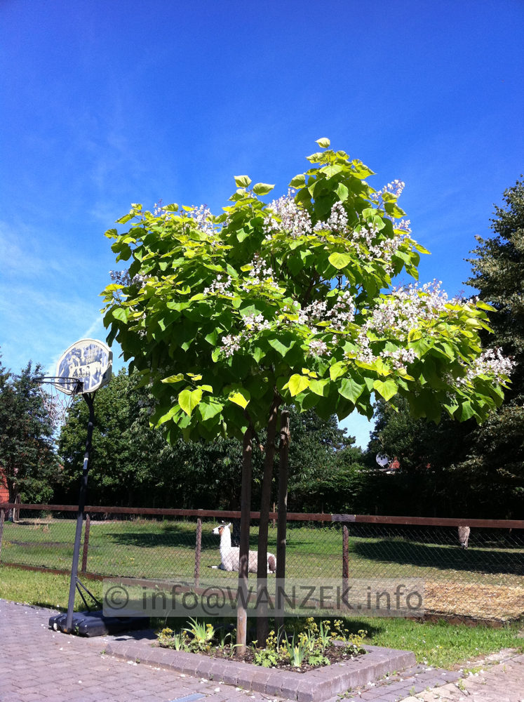 Catalpa bignonioides Aurea 1.JPG